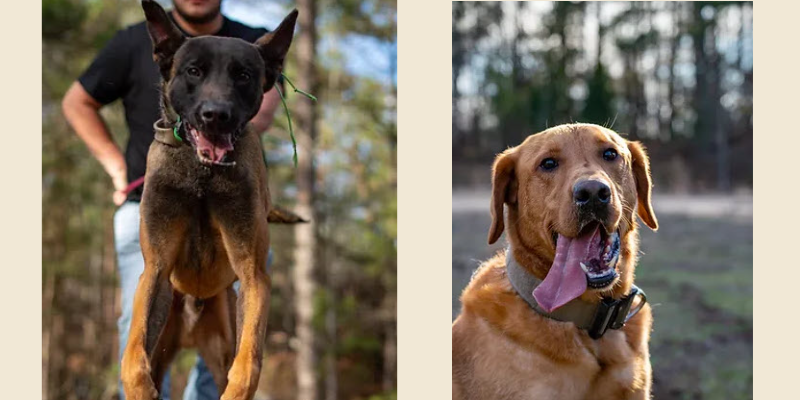 S.N. K9 business image in Paragould, Arkansas